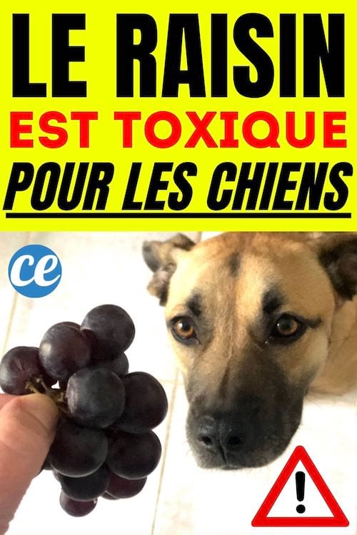 Pourquoi le Raisin Estil Toxique Pour les Chiens ? L