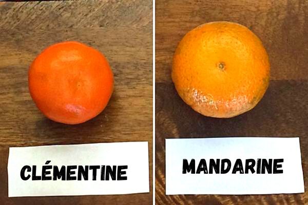 Quelle Diff Rence Entre Une Mandarine Et Une Cl Mentine Lastuce Pour Ne Plus Se Tromper