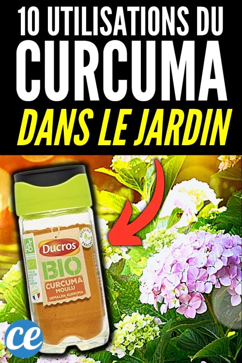 Comment utiliser le curcuma en poudre pour protéger et entretenir vos plantes ?
