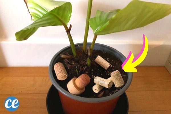 Plusieurs bouchons de liège dans la terre d'un pot de fleurs d'une plante