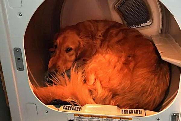 Un chien couché dans un sèche-linge 