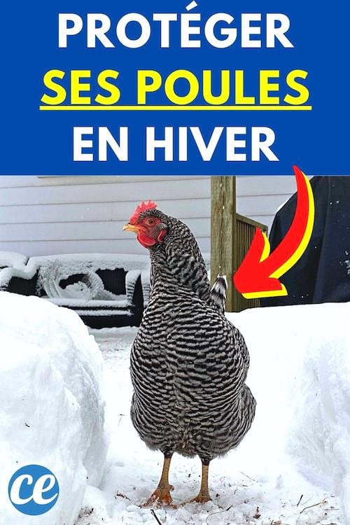 Astuces Pour Bien Protéger Ses Poules en Hiver