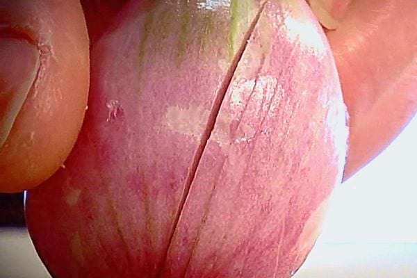 Plusieurs petites entailles à la verticale dans une échalote