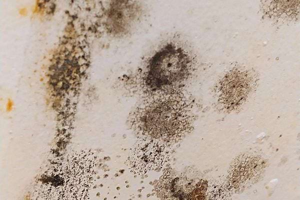 De la moisissure sur une grande partie d'un plafond blanc