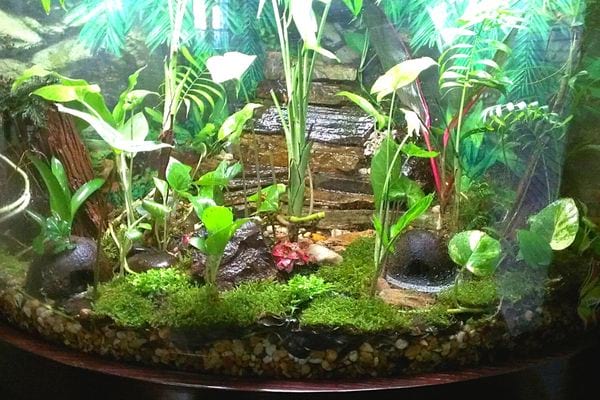 Un terrarium géant avec beaucoup de verdures à l'intérieur