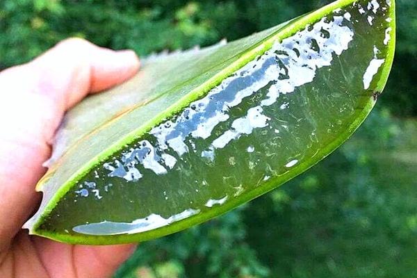 Un personne tenant une partie d'Aloe Vera découpée