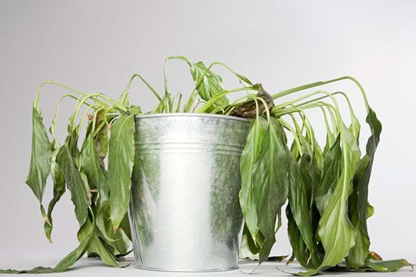 plante verte qui a soif avec les feuilles qui tombent
