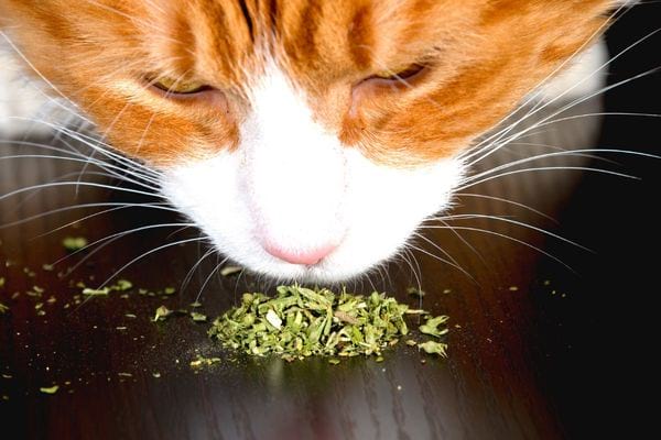 Chat roux qui s'alimente avec de l'herbe