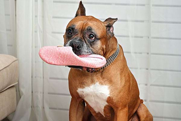 Un chien marron qui tient un chausson rose dans sa bouche