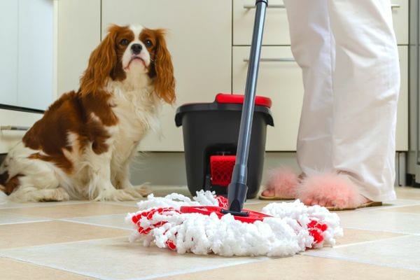 Une Femme passant la serpillère avec son chien à proximité