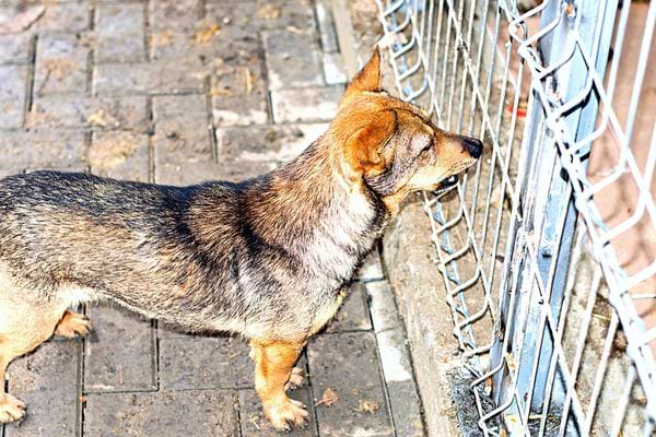 Un chien devant un grillage