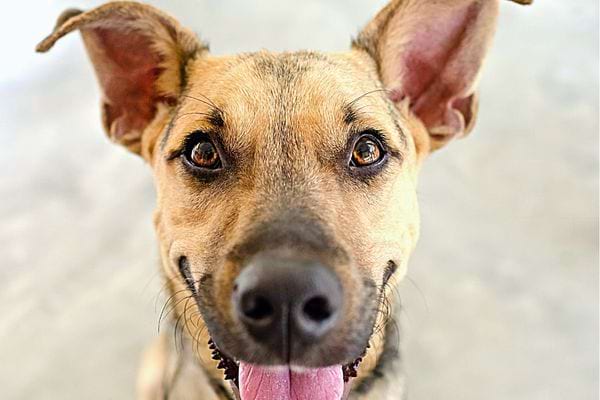 Un petit chien avec la bouche ouverte