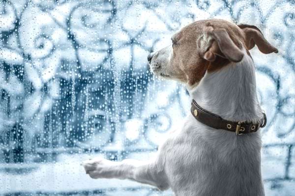 Un petit chien qui regarde par la fenêtre