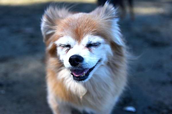 Un petit chien qui sourit