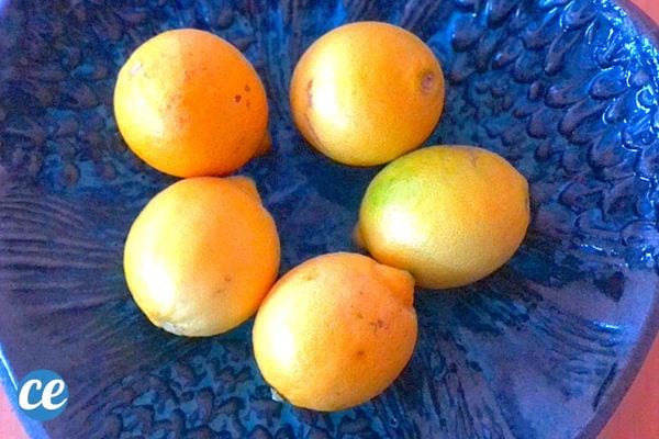 Cinq citrons en cercle dans une assiette bleue