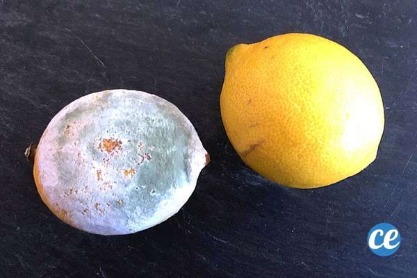 Un citron périmé avec un autre citron en bon état à côté