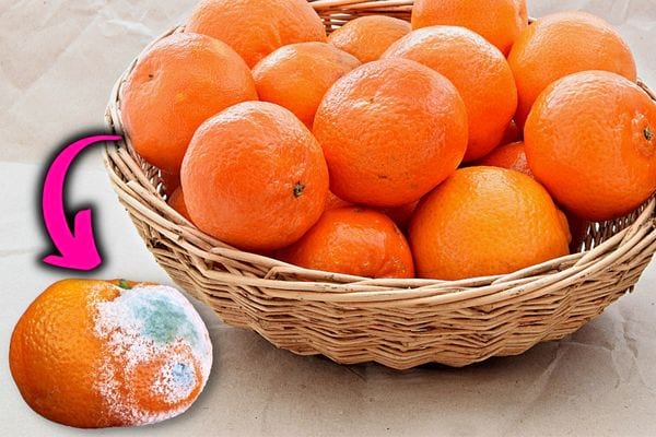 Plusieurs cl&eacute;mentines dans un panier avec une qui est moisie &agrave; proximit&eacute; 