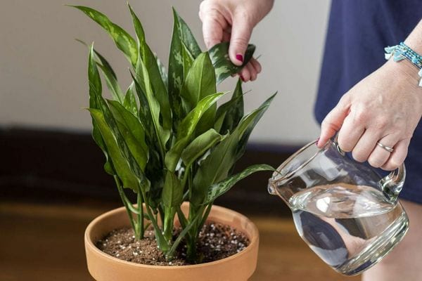 personne qui arrose une plante verte avec une carafe d'eau