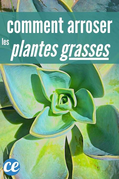 astuces pour bien arroser les plantes grasses sans les abîmer