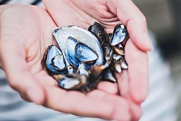 Une personne tenant des coquilles de moule dans ses mains