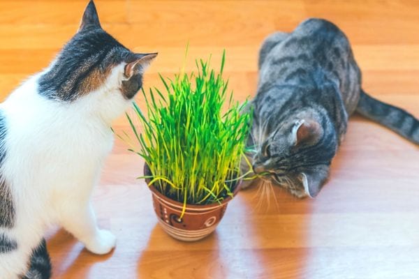 Deux chats avec une plante au milieu d'eux