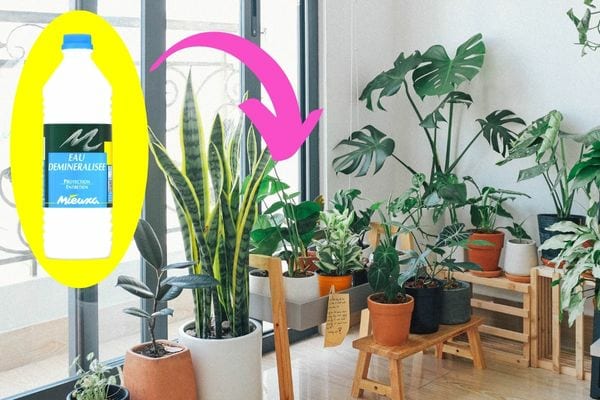plantes vertes dans un salon avec une bouteille d'eau déminéralisée