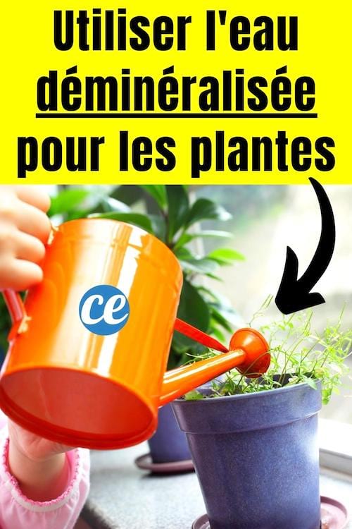 Un arrosoir avec de l'eau déminéralisée qui arrose des plantes