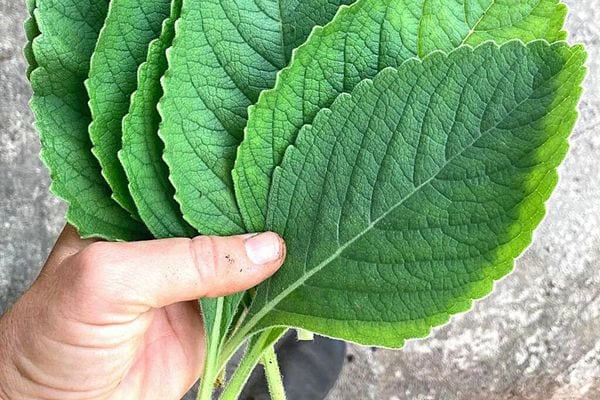 Une personne tenant des grosses feuilles vertes