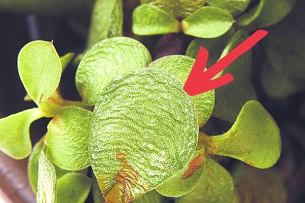 Plusieurs feuilles de plantes grasses vertes 