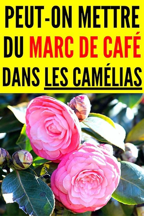 Des fleurs rose de camélias