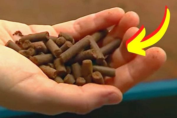 Pleins de pellets dans la main de quelqu'un