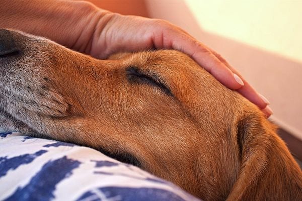 Une personne caressant la tête de son chien avec les yeux fermés