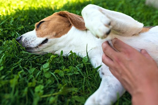 Un chien couché sur le dos sur de l'herbe se faisant masser le ventre