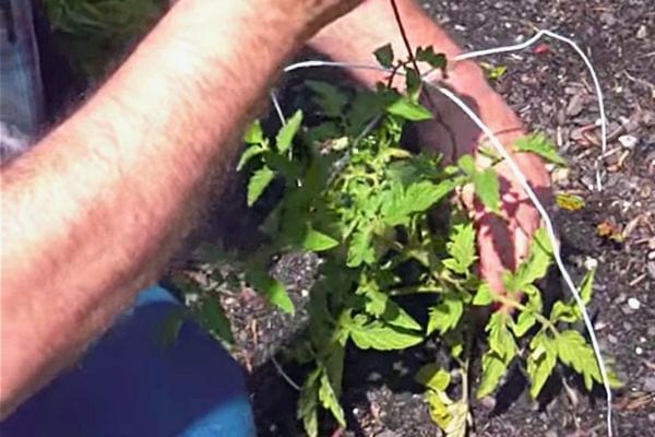 Une personne tenant une plante dans un cintre 