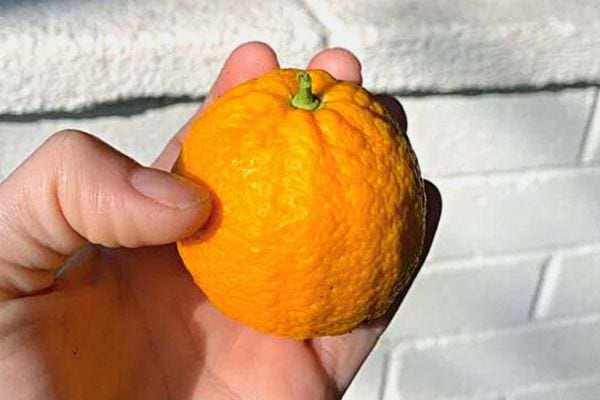 Une personne qui tient une cl&eacute;mentine &agrave; l'ext&eacute;rieur 