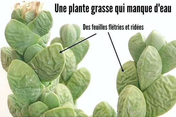 Plusieurs feuilles de plantes grasses vertes pas hydratées 
