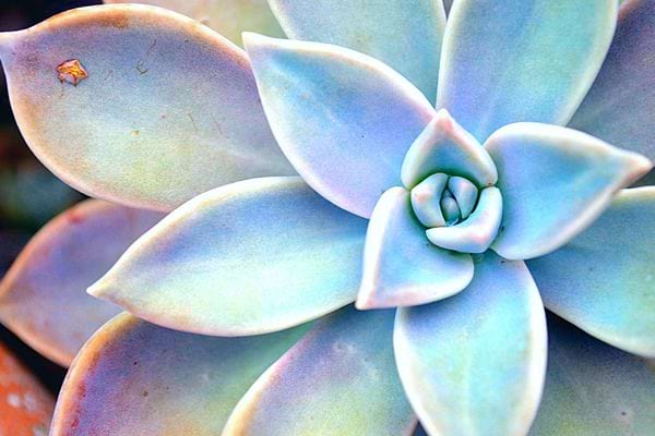 Une plante grasse avec une couleur violette et bleue