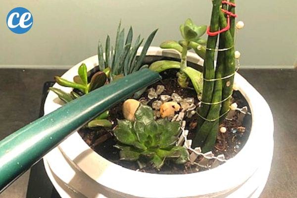 Des plantes grasses vertes qui se font arroser par un tuyau vert 