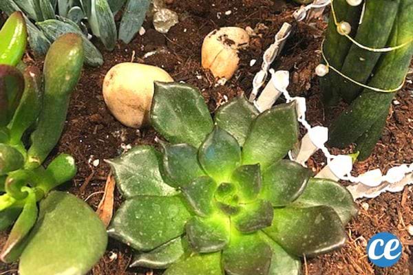 Plusieurs plantes grasses vertes dans la Terre 