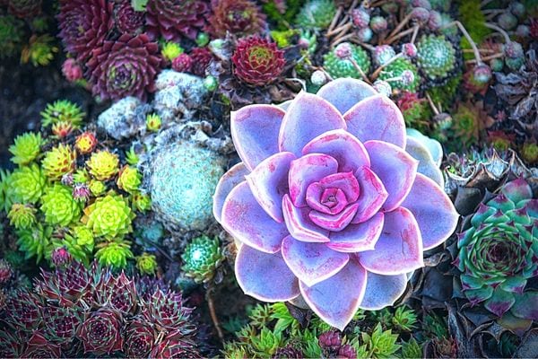 Plusieurs plantes grasses avec plusieurs couleurs 