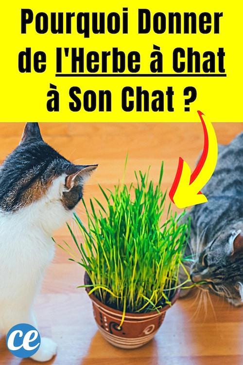 À quoi sert l'herbe à chat ? Peut-elle être dangereuse ?