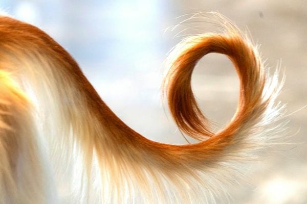 La queue d'un chien