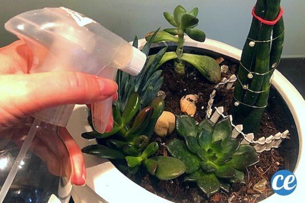 Une femme qui hydrate ses plantes grasses avec un spray d'eau 