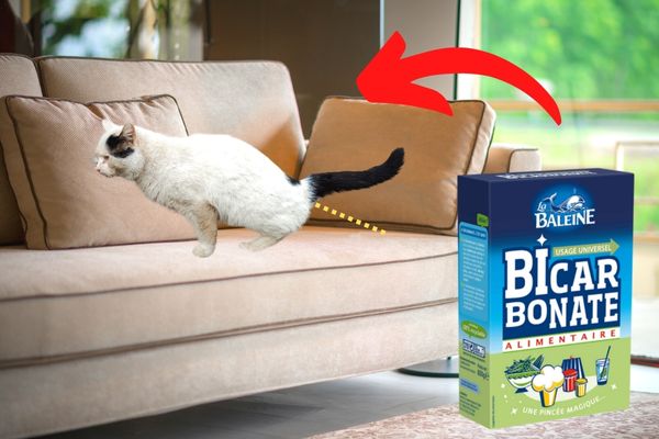 Comment Nettoyer Le Pipi De Chat Sur Un Canapé Comment Enlever l’Odeur de Pipi de Chat Sur un Canapé ? L'Astuce