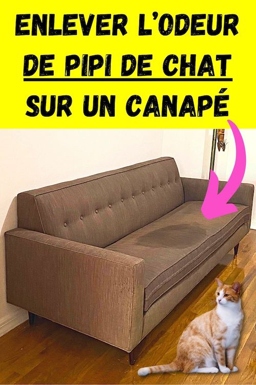 retirer odeur pipi de chat
