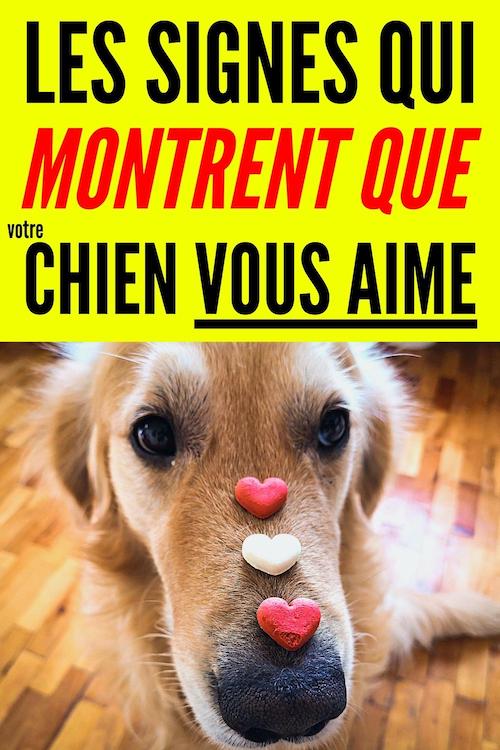 Les Vrais Signes Qui Montrent Que Votre Chien Vous Aime (Vraiment).