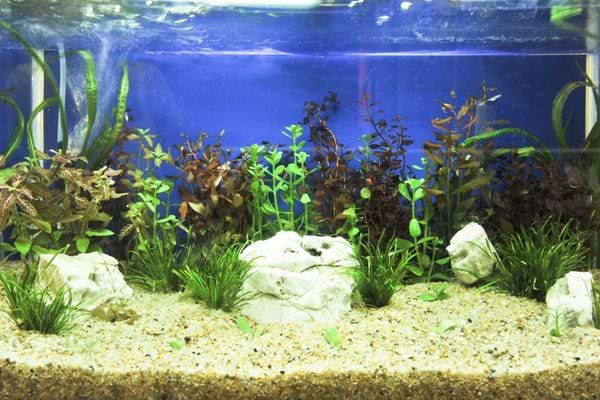 Un aquarium avec beaucoup de plantes à l'intérieur 