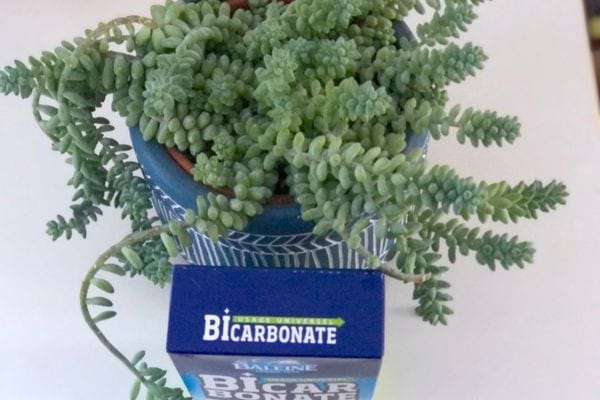 Du bicarbonate de soude devant une plante 