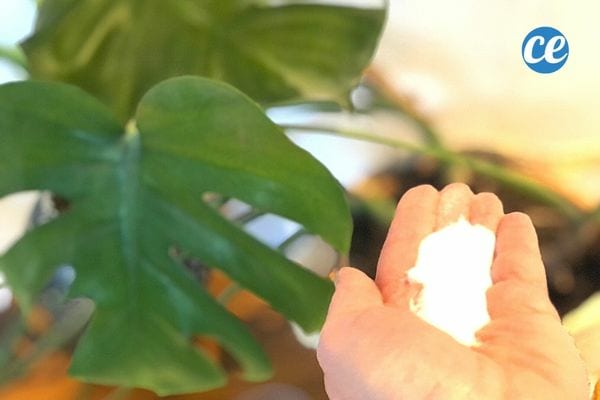 Du bicarbonate de soude dans le creux de la main d'une personne devant une plante 