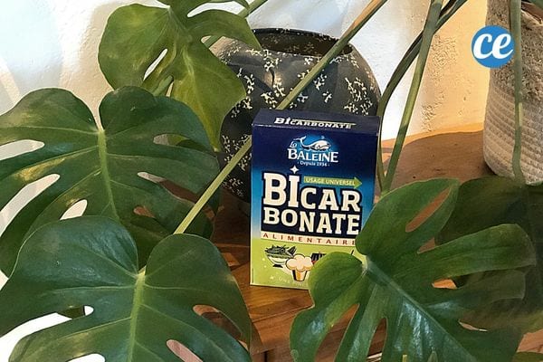 Un paquet de bicarbonate de soude à côté d'une plante d'intérieur 